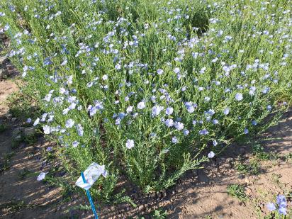 Click for 1 image(s) for this accession.